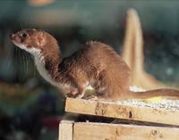 Taiwanisches Hochgebirgs Zwergwiesel [Mustela formosana]