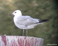 Goéland d'Audouin (Larus audouini)