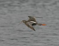 Spotted Redshank (Tringa erythropus)