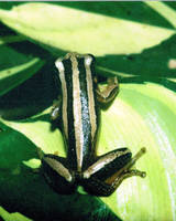 : Afrixalus quadrivittatus; Four-striped Leaf-folding Frog