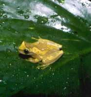 : Dendropsophus ebraccatus