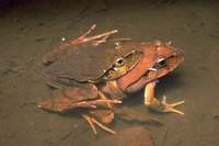 : Lechriodus fletcheri; Black-soled Frog