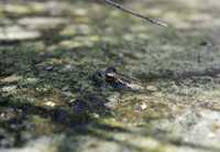 : Rana aurora draytonii; Red-legged Frog