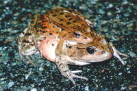 : Rana draytonii; California Red-legged Frog