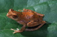 : Rhacophorus gadingensis