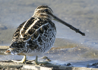 : Gallinago delicata; Wilson's Snipe