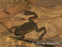 : Xenopus longipes; Clawed Frog