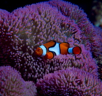 : Amphiprion percula; Clown Anemonefish