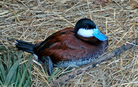 : Oxyura jamaicensis jamaicensis; North American Ruddy Duck