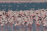 : Phoenicopterus minor; Lesser Flamingo