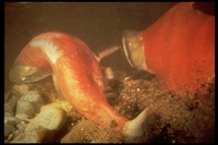 : Oncorhynchus nerka; Sockeye Salmon