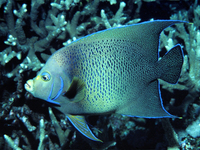 : Pomacanthus semicirculatus; Semicircle Angelfish