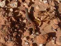 : Crenadactylus ocellatus; Clawless Gecko
