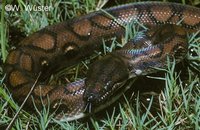 : Epicrates cenchria cenchria; Rainbow Boa