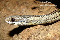 : Philodryas chamissonis