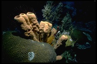 : Agelas conifera; Brown Tube Sponge