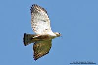 Philippine Hawk-Eagle Scientific name - Spizaetus philippensis