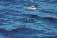 Bullers shearwater