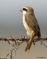 Brown Shrike