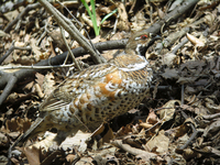 들꿩 Tetrastes bonasia vicinitas | hazel grouse