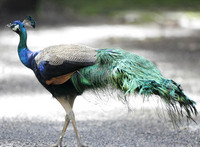 Common Peafowl