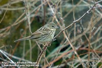 Fig. 10. Emberiza spodocephala personata : 섬촉새