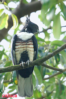 Black Baza, Aviceda leuphotes