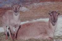 타르 -히말라야타르양 Himalayan Tahr (Hemitragus jemlahicus)