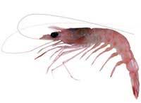 Royal Red Prawn - Haliporoides sibogae