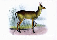 female kob