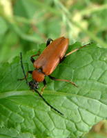 Stictoleptura rubra