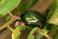 Protaetia angustata