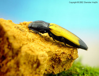Ampedus elegantulus