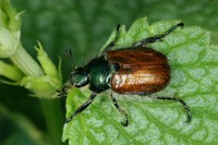 Phyllopertha horticola - Garden Foliage Beetle