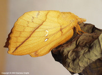 Euthrix potatoria - The Drinker