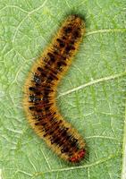 Lasiocampa trifolii - Grass Eggar