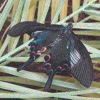 Papilio bianor