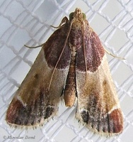 Pyralis farinalis - Meal Moth