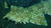 Orectolobus maculatus, Spotted wobbegong: fisheries