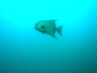 Chaetodipterus zonatus, Pacific spadefish: aquarium