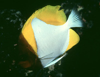 Hemitaurichthys polylepis, Pyramid butterflyfish: aquarium