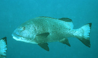 Plectorhinchus albovittatus, Two-striped sweetlips: aquarium