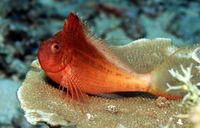 Cyprinocirrhites polyactis, Swallowtail hawkfish: aquarium
