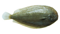Peltorhamphus novaezeelandiae, New Zealand sole: fisheries, gamefish