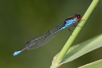 Erythromma viridulum - Lesser Red-eyed Damselfly