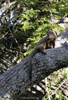 Image of: Herpestes edwardsi (Indian gray mongoose)