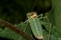Poecilimon ampliatus
