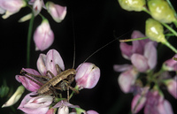 Pholidoptera griseoaptera - Dark Bush-cricket