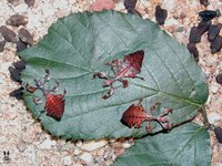 Phyllium giganteum