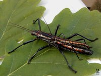 Anisomorpha paromalus